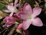 mayflower